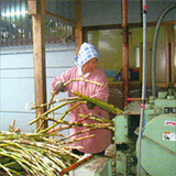 収穫したサトウキビの汁を搾る。